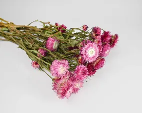 Dried StrawFlowers - Pink - Straw Flower